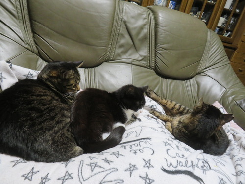 ���ˤϡɤ����ߡ�