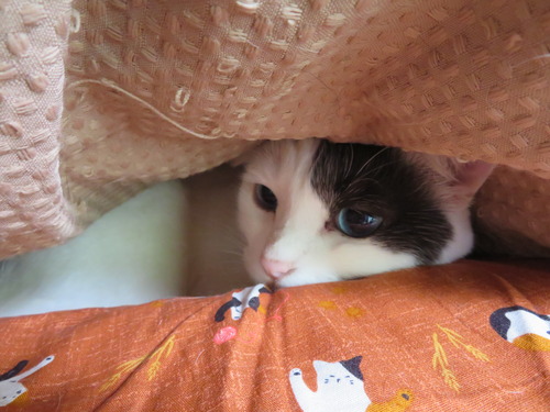 潜るの大好き