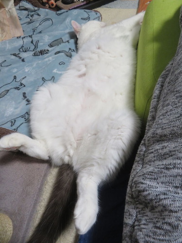 �ѥå�����