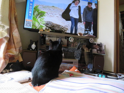 TVを見つめる
