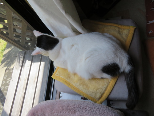 かい