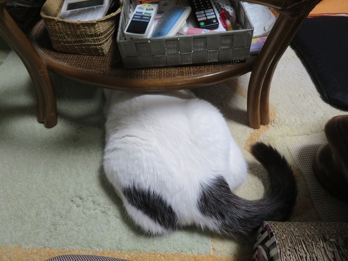 テーブル下