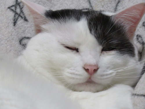 アップ