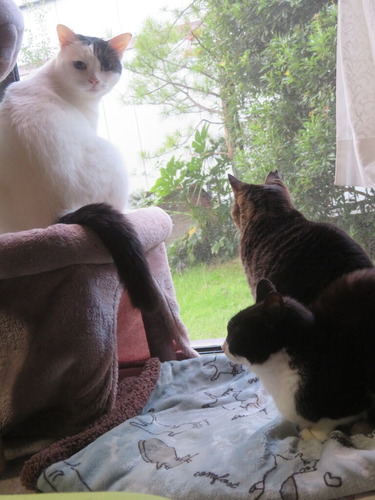 �����錄�Ρ�