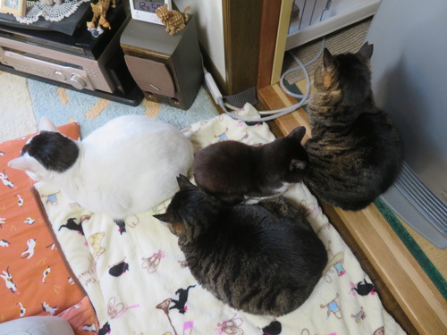 �ɤ����ɤ�