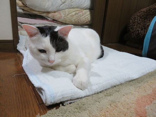 洗ったシーツ