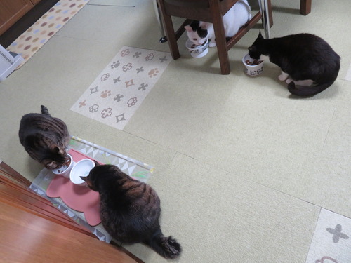 みんニャ揃っておやつをウマウマ