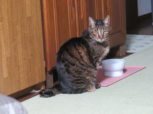 �ޤ����˥�