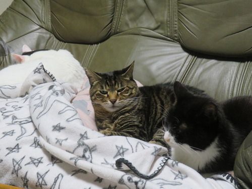 �����ˡɤ�����