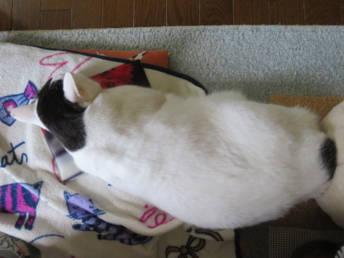 お母ちゃんの横