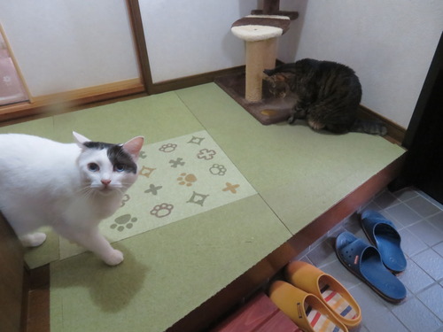 �������ޡ�