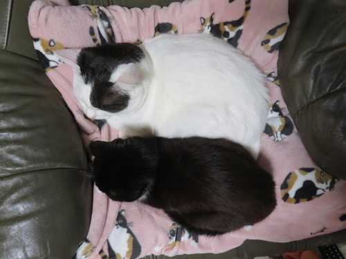 �礭���Ҿ��ä��㤤��