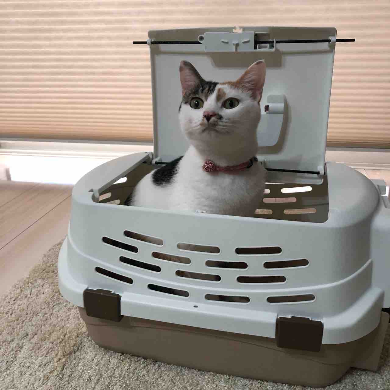 ふうりん。〜【記録】年に一度のワクチンへ〜 : おっとり夫と気まぐれ 