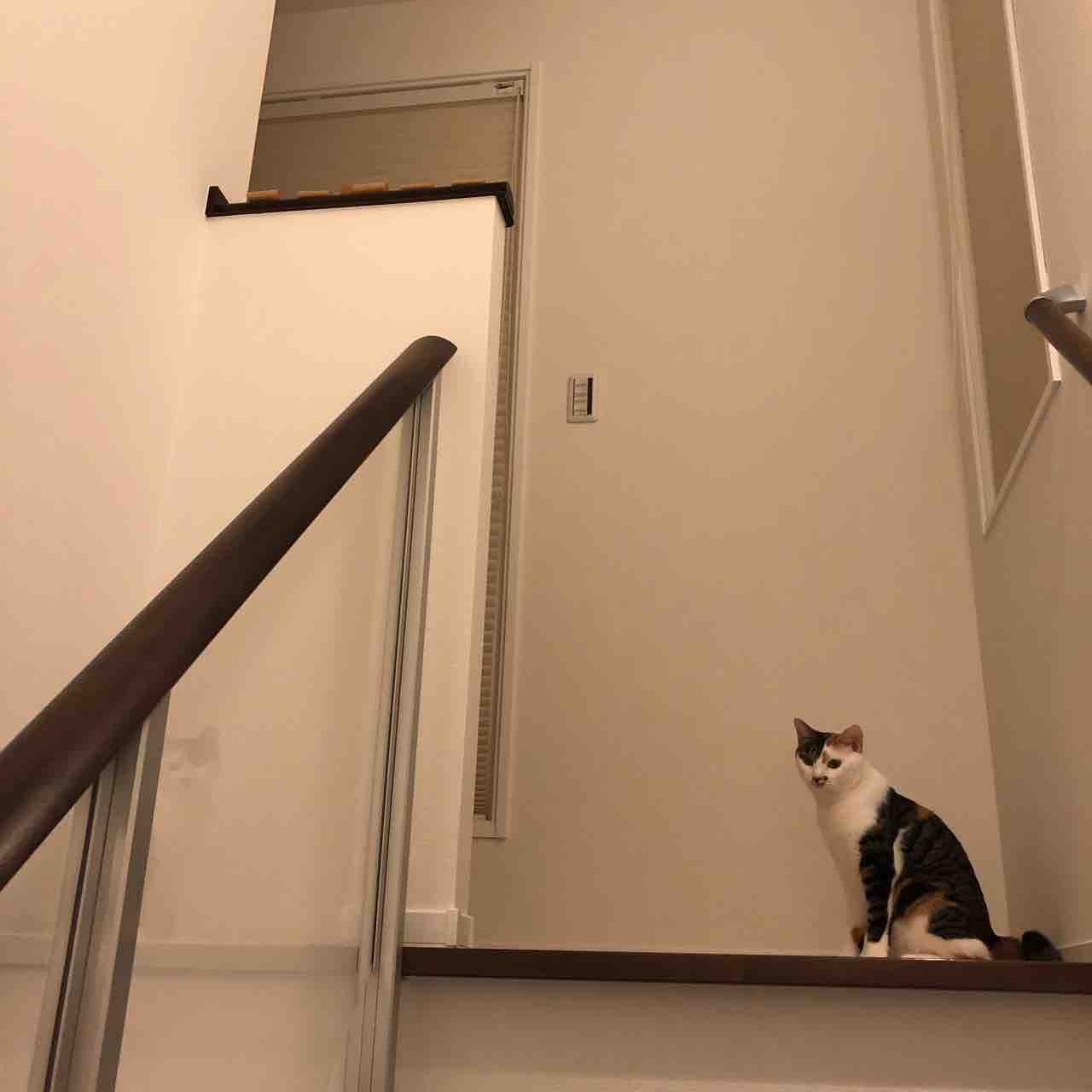 I Smart 猫に登られて困る場所 おっとり夫と気まぐれ妻のi Smart Life 一条工務店 I Smart 猫に登られて困る場所 おっとり夫と気まぐれ妻のi Smart Life 一条工務店