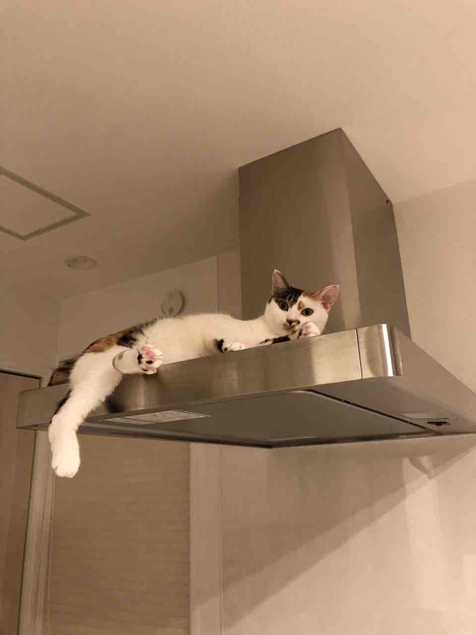 i-smart 一条工務店の家でよく猫が登る場所。 : おっとり夫と気まぐれ