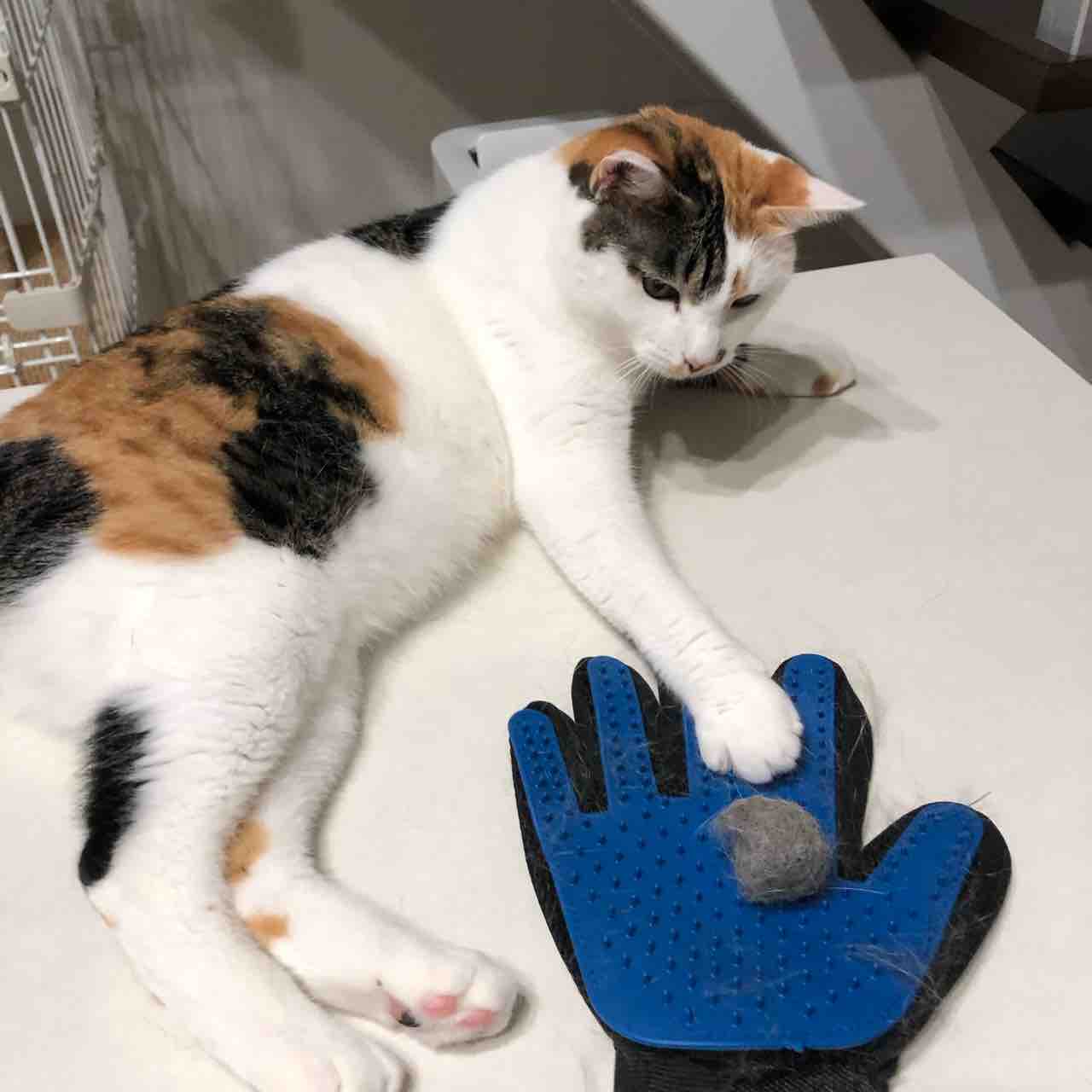ふうりん ペット用ブラッシンググローブ おっとり夫と気まぐれ妻のi Smart Life 一条工務店 ふうりん ペット用ブラッシンググローブ おっとり夫と気まぐれ妻のi Smart Life 一条工務店