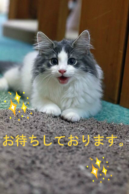 BlogPaint