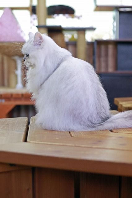 猫種別特徴ーペルシャ編 : 猫ちゃんだって綺麗になりたい2021