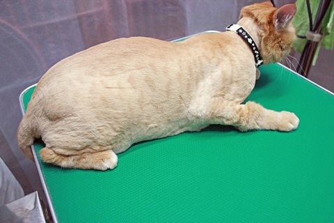 nekomanma-美容_8121_edited-1