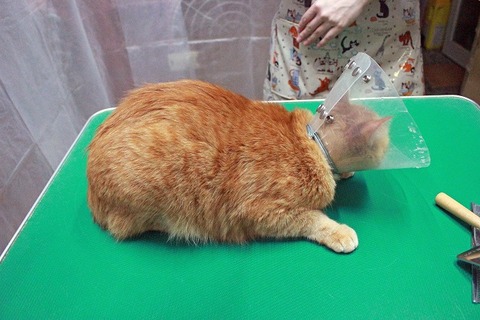 nekomanma-美容_8113_edited-1