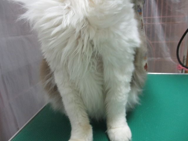 2015年 第7話 実際のケア ラグドール編 : 猫ちゃんだって綺麗に