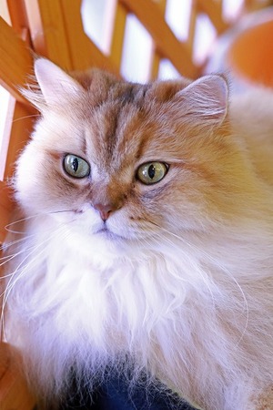 nekomanma_9370_edited-1