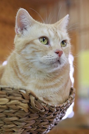 nekomanma_1686_edited-1