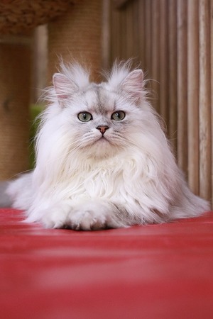 2026 03 15_nekomanma_4364