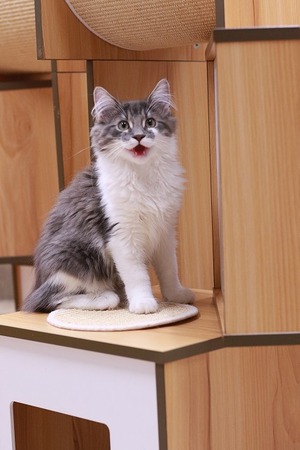 2022 09 12_nekomanma_3482