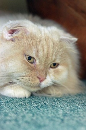 2016 07 27_nekomanma_0269_edited-1