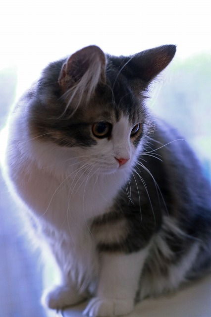 nekomanma_4749_edited-1