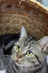 nekomanma_3614_edited-1