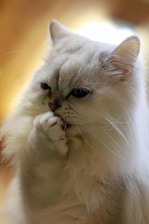 nekomanma_8289_edited-1