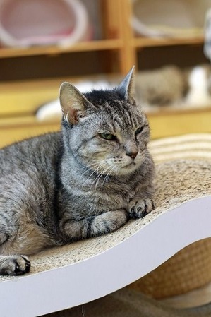 nekomanma_6380_edited-1