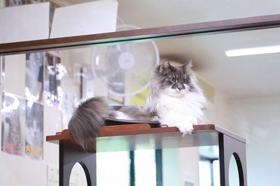 2024 09 22_nekomanma_7421