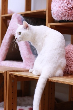 2023 01 22_nekomanma_6183