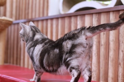 2022 03 13_nekomanma_1630