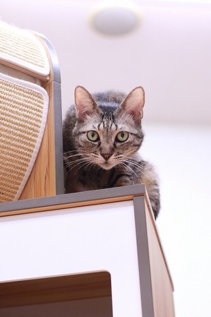 2022 02 19_nekomanma_1350