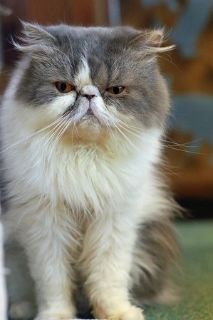 nekomanma_9541_edited-1