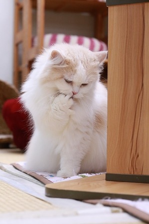 2025 04 13_nekomanma_0644