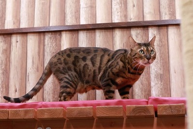 2025 09 07_nekomanma_2421