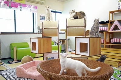 nekomanma_5815_edited-1