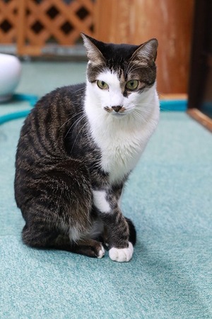 2026 02 15_nekomanma_4250