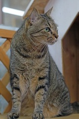 nekomanma_2110_edited-1