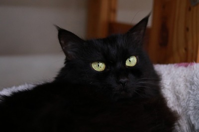 2023 11 02_nekomanma_1883