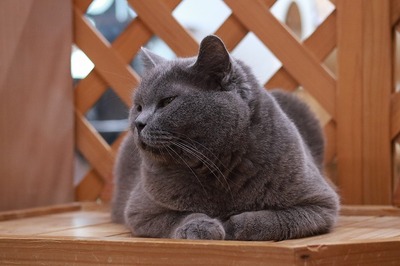 2024 05 12_nekomanma_5145