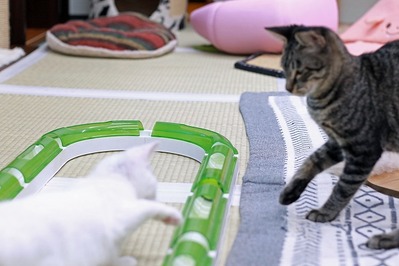 nekomanma_2474_edited-1