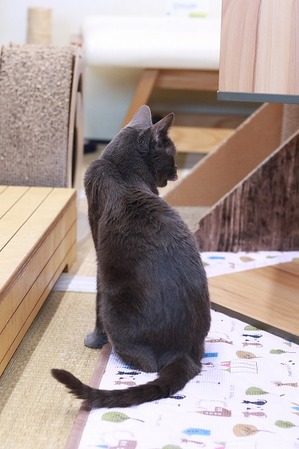 2025 03 23_nekomanma_0315