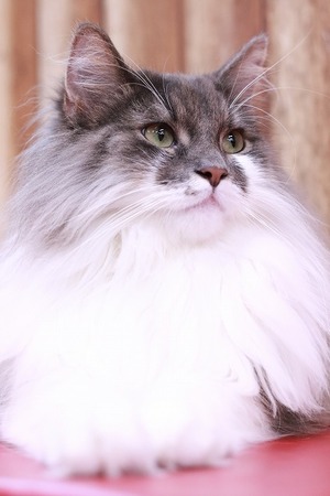 2023 07 09_nekomanma_8970
