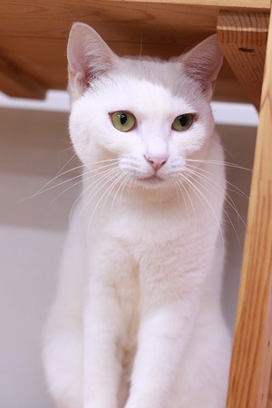 2023 03 05_nekomanma_6597